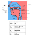 shofar-the-10-sefirot-of-speech-diagram-_2_